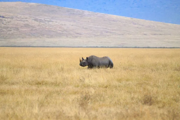 Rhinocéros Noir Sur Cratère Aire Conservation Ngorongoro Tanzanie Faune Africaine — Photo