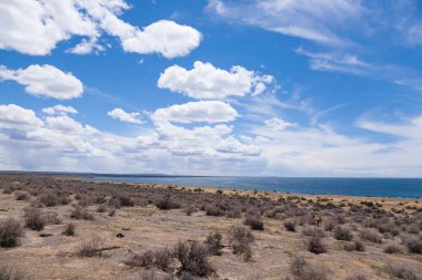 Punta Tombo plaj manzarası, Patagonya manzarası, Arjantin