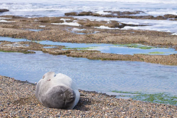 Selo Elefante Praia Perto Patagônia Argentina Praia Isla Escondida Vida — Fotografia de Stock