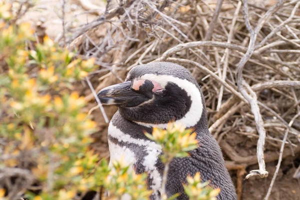 Pinguim Magalhães Perto Punta Tombo Pinguim Colônia Patagônia Argentina — Fotografia de Stock