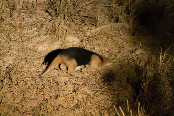 Tamandua Naturen Pantanal Brasilien Brasilianskt Djurliv — Stockfoto