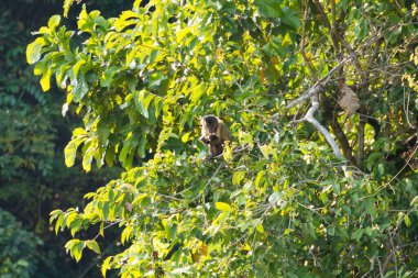 Pantanal, Brezilya niteliğine sorguçlu capuchin maymunu. Brezilya yaban hayatı. Sapajus apella