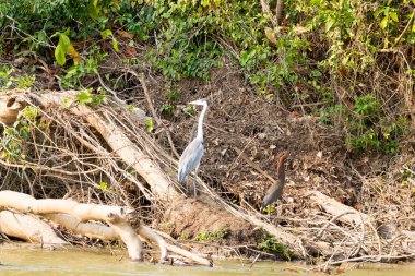 Pantanal sulak alanından gri bir balıkçıl. Brezilya 'da kuş gözlüyor. Brezilya yaban hayatı
