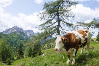 İnekli dağ manzarası, İtalyan Alpleri. Dolomitler panorama