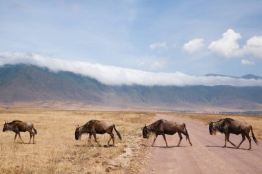 Tanzanya 'daki Ngorongoro Koruma Alanı kraterinde üst üste antiloplar. Afrika vahşi yaşamı