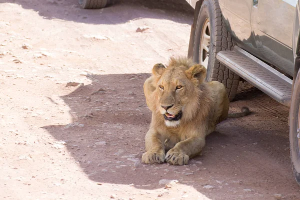 Lion Cars Ngorongoro Crater Tanzania African Wildlife — Stock Photo, Image