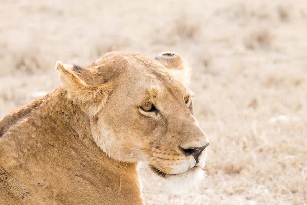 Oroszlán Közeledik Serengeti Nemzeti Park Tanzánia Afrikai Vadvilág — Stock Fotó