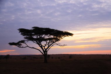 Serengeti Ulusal Parkı, Tanzanya, Afrika 'da şafak vakti. Afrika Panoraması