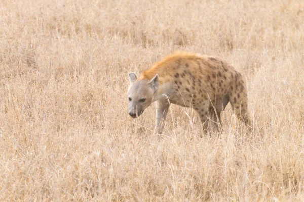 Hiena Manchada Cerca Parque Nacional Del Serengeti Tanzania Vida Silvestre — Foto de Stock