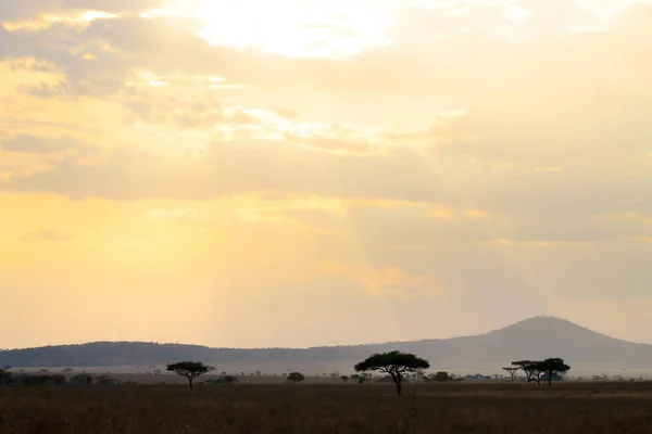 Serengeti Nationalpark Landskap Tanzania Afrika Afrikanskt Panorama — Stockfoto