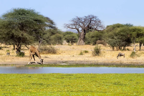 Жираф Крупным Планом Национальный Парк Таранжире Танзания Африка Африканское Сафари — стоковое фото
