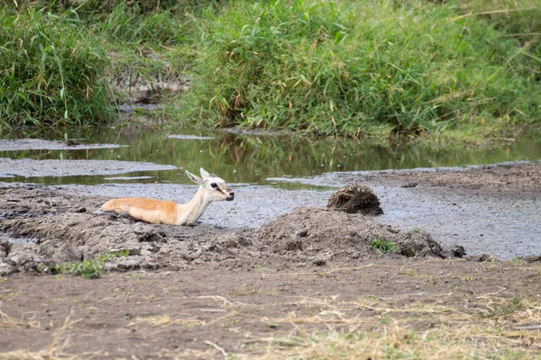 Antelope Uvízla Bahně Národním Parku Serengeti Tanzanie Afrika Volně Žijící — Stock fotografie