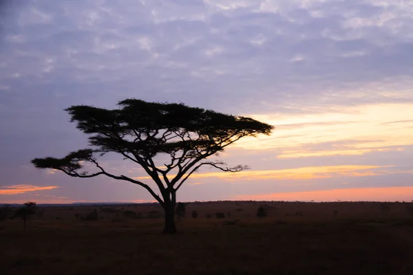 Dawn Serengeti National Park Tanzania Afrika Afrikanskt Panorama — Stockfoto