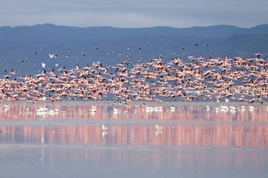 Flock of pink flamingos from Lake Manyara, Tanzania. African safari clipart