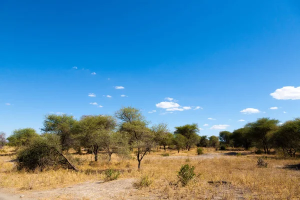 Εθνικό Πάρκο Tarangire Τοπίο Τανζανία Αφρική Αφρικανικό Σαφάρι — Φωτογραφία Αρχείου