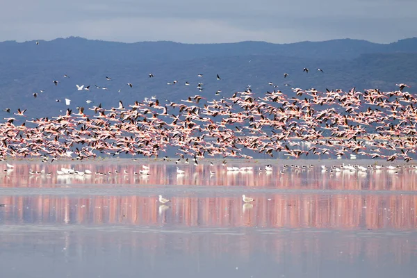 Rózsaszín Flamingók Tanzániai Manyara Tóból Afrikai Szafari — Stock Fotó