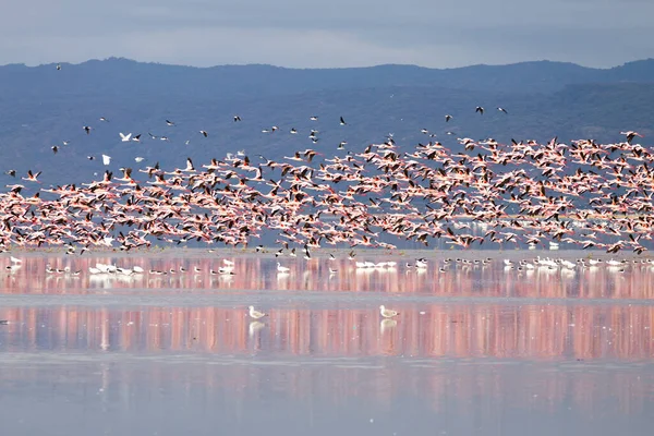 Tanzanya, Manyara Gölü 'nden pembe flamingo sürüsü. Afrika safarisi