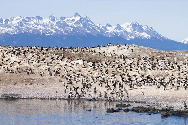 Pingvinkolonin Beagle Channel Argentina Vilda Djur Magellansk Pingvin Naturen Ushuaia — Stockfoto