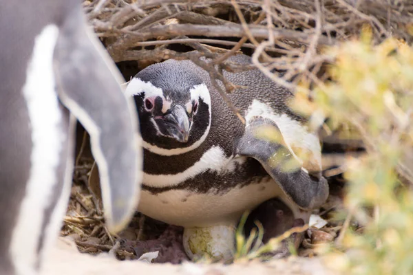 Pinguim Magalhães Incubarem Ovos Punta Tombo Pinguim Colônia Patagônia Argentina — Fotografia de Stock