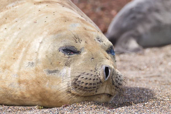 Selo Elefante Praia Perto Patagônia Argentina Praia Isla Escondida Vida — Fotografia de Stock