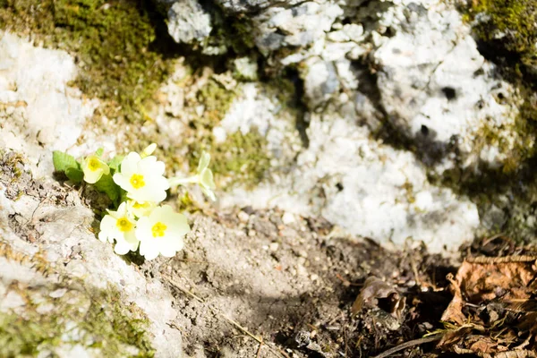 Ormandaki Primula Çiçeği Yakın Plan Doğa Geçmişi Vahşi Çiçek Arka — Stok fotoğraf