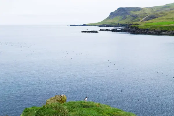 Puffin Atlântico Fiorde Borgarfjordur Leste Islândia Islândia Vida Selvagem Caixão — Fotografia de Stock