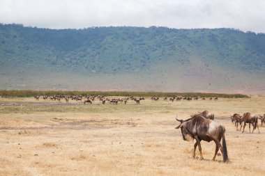 Tanzanya 'daki Ngorongoro Koruma Alanı kraterinde üst üste antiloplar. Afrika vahşi yaşamı