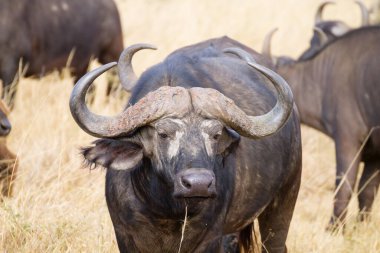 Serengeti Ulusal Parkı 'ndan Cape Buffalo, Tanzanya, Afrika. Afrika vahşi yaşamı