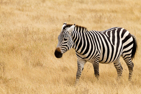 Zebra close up. Ngorongoro Conservation Area crater, Tanzania. African wildlife