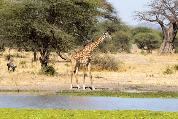 기린은 가까이에 공원은 아프리카 탄자니아에 있습니다 아프리카 사파리 — 스톡 사진
