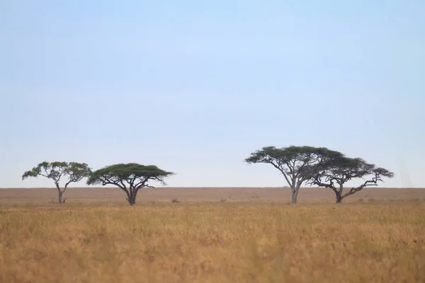Serengeti National Park Landscape Tanzania Africa African Panorama — Stock Photo, Image