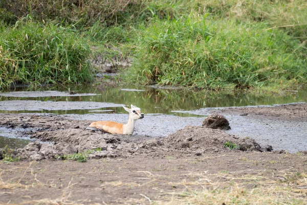 Antelope Uvízla Bahně Národním Parku Serengeti Tanzanie Afrika Volně Žijící — Stock fotografie