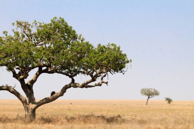 Serengeti Ulusal Parkı manzarası, Tanzanya, Afrika. Afrika Panoraması