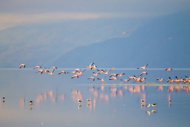 Tanzanya, Manyara Gölü 'nden pembe flamingo sürüsü. Afrika safarisi