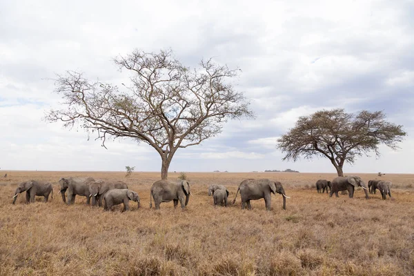 Flock Elefanter Från Serengetis Nationalpark Tanzania Afrika Afrikanska Vilda Djur — Stockfoto