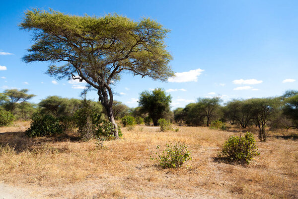 Tarangire National Park landscape, Tanzania, Africa. African safari