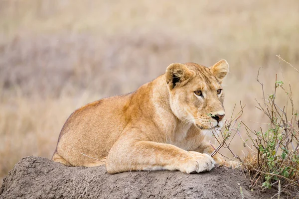 Leoa Fecha Parque Nacional Serengeti Tanzânia Vida Selvagem Africana — Fotografia de Stock