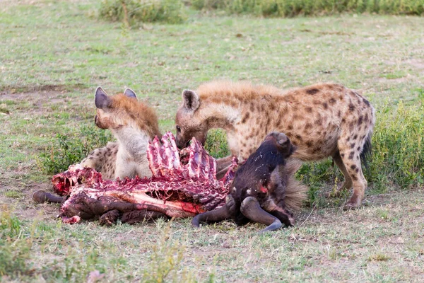 Hieny Jedzące Dzikie Bestie Park Narodowy Serengeti Afryka Dzikie Zwierzęta — Zdjęcie stockowe