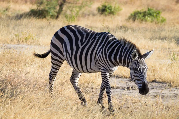 Зебра Крупным Планом Национальный Парк Таранжире Танзания Африка Африканское Сафари — стоковое фото