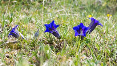 Yeşil çayırda Gentian çiçekleri. Mavi çiçek detayı. Gentiana acaulis
