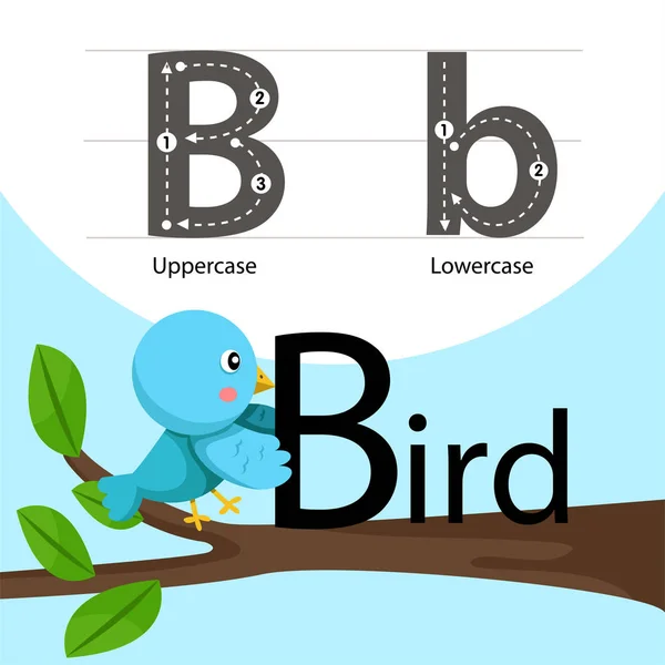 Illustrator van vogels met b lettertype — Stockvector