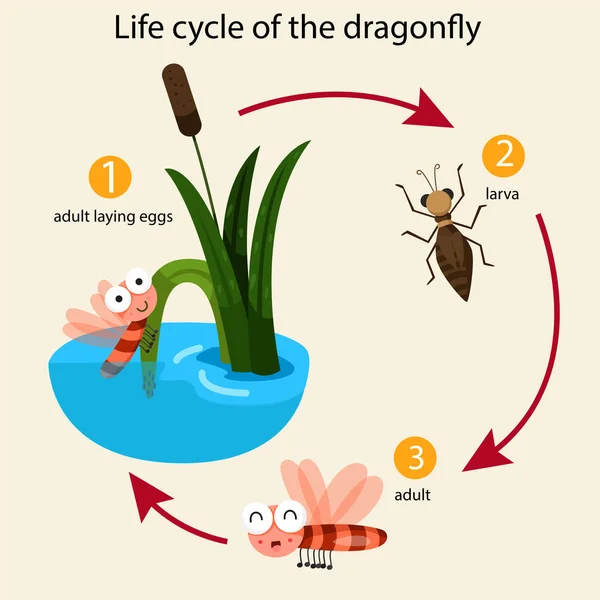 Illustratören av livscykeln för dragonfly — Stock vektor