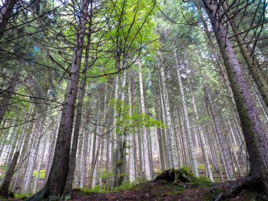 Sonbahar Orman ağaçları ile uzun şort. 