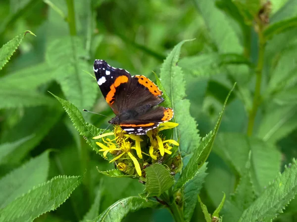 The red admiral butterfly — Stock Photo, Image