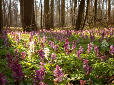 Litovelske pomoravi, Çek Repbublic ormanda bahar