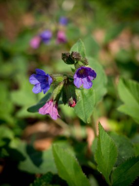 Pulmonaria obscura - lekesiz lungwort veya Suffolk Lungwort