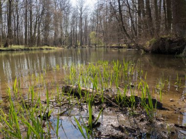 Nehir Litovelske pomoravi, Çek Repbublic ormanında bahar