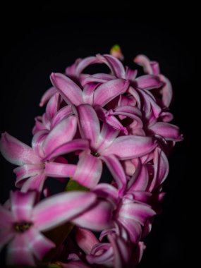 çiçek açan sümbül 