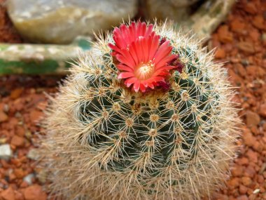 Çiçeklenme ile kırmızı kaktüs çiçeği. 