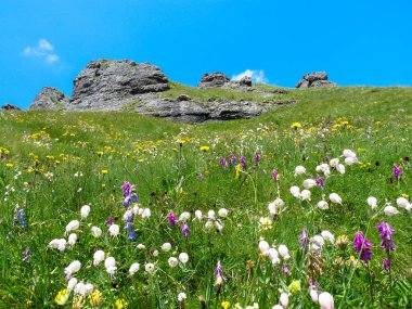 Çayır dağlarda Dolomites, İtalya 